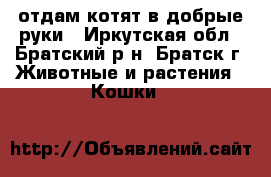отдам котят в добрые руки - Иркутская обл., Братский р-н, Братск г. Животные и растения » Кошки   